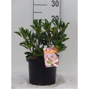 Kalmia latifolia