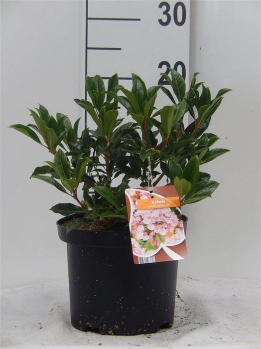 <h4>Kalmia latifolia</h4>