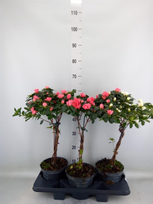 <h4>Rhododendron sim.   ...</h4>