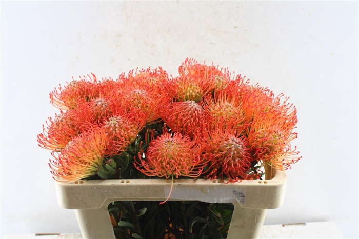 <h4>Leuco Co Succession</h4>