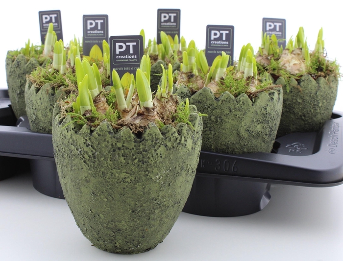 <h4>ARR N TETE A TETE</h4>