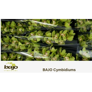 CYMB T OVATI EMERALD