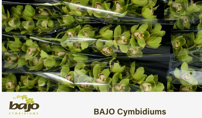 <h4>CYMB T OVATI EMERALD</h4>