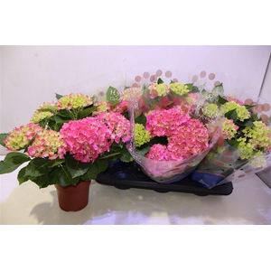 Hydr M Hi Ocean Roze