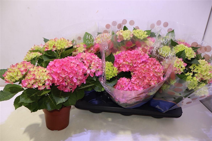 Hydr M Hi Ocean Roze