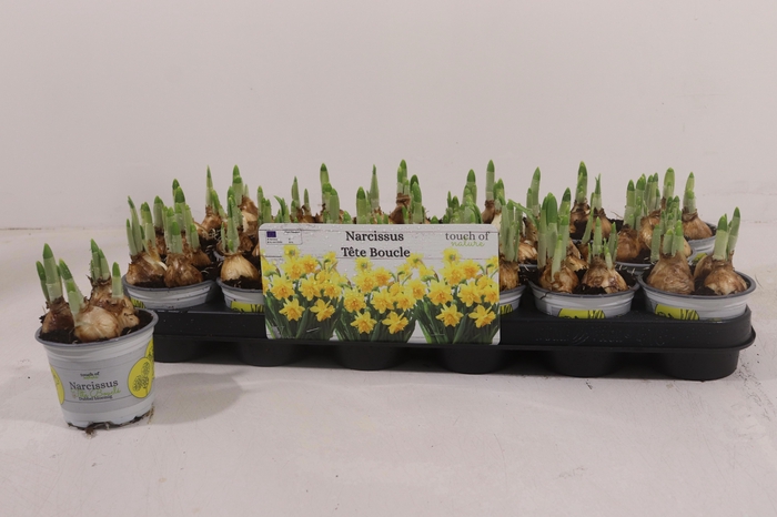 <h4>NARC D TETE BOUCLE</h4>