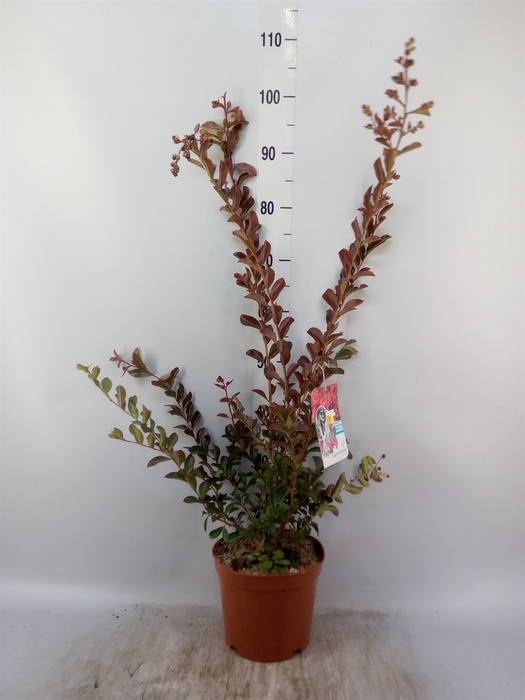 <h4>Lagerstroemia indica</h4>