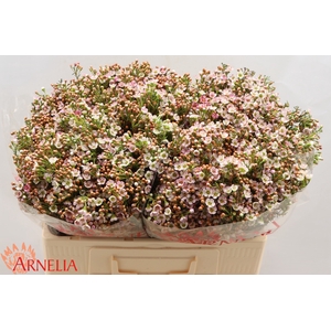 Chamelaucium Jamboree