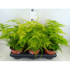 Asparagus setaceus