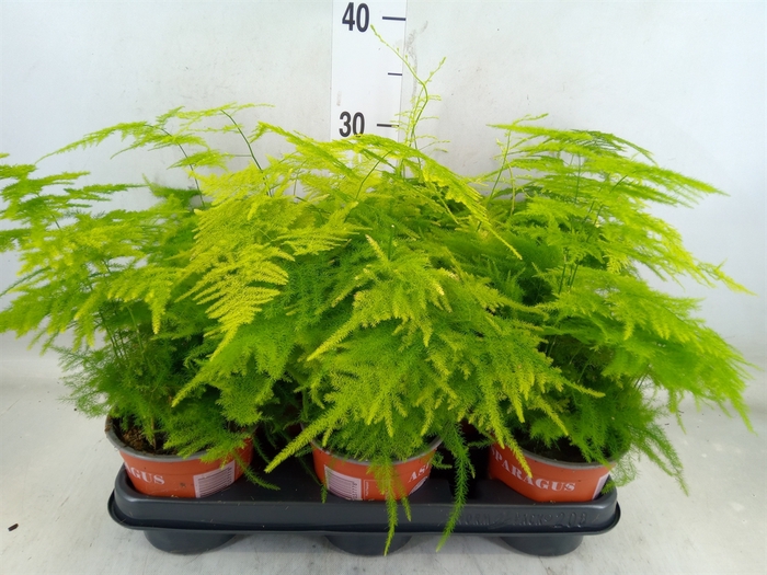 <h4>Asparagus setaceus</h4>