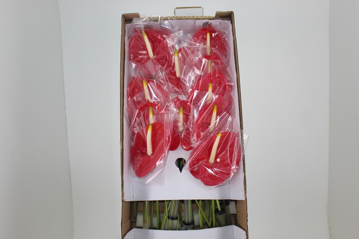 <h4>ANT TROPICAL 11/13 040 CM DIAM MIN 11 CM VERMELHO</h4>