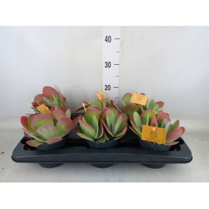 Kalanchoe NF thyrsiflora