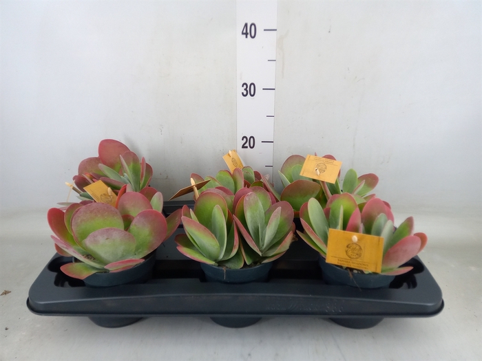 <h4>Kalanchoe NF thyrsiflora</h4>