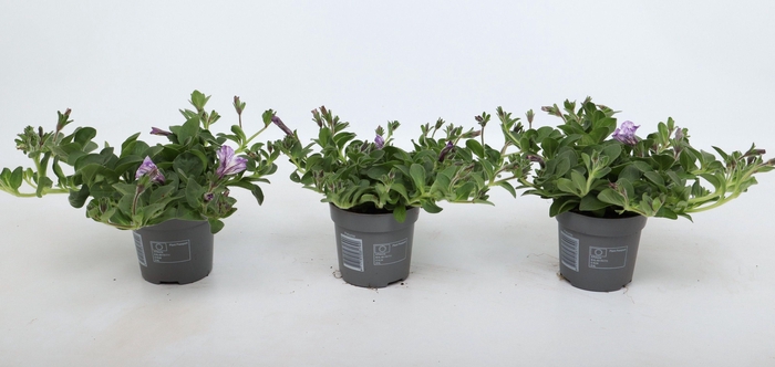 <h4>Petunia Lavender Sky</h4>