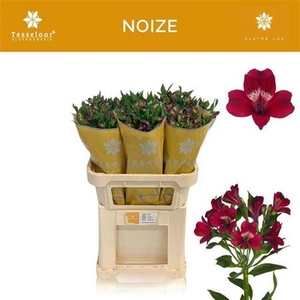Alstr Noize