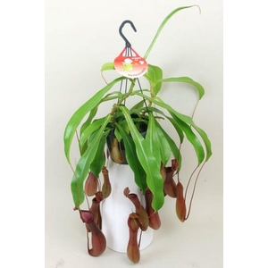 Nepenthes 'Alata'