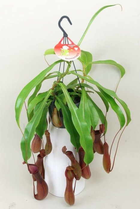 <h4>Nepenthes 'Alata'</h4>