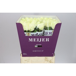 Rosa Gr Avalanche Meijer White