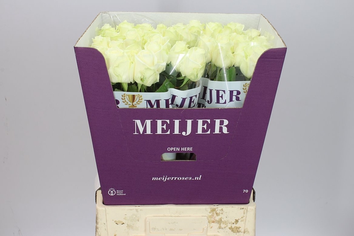 <h4>Rosa Gr Avalanche Meijer White</h4>