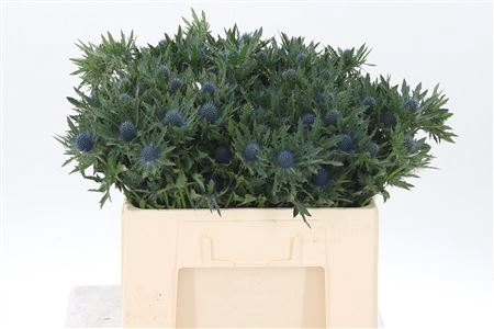 <h4>Eryngium Aquarius Qstar</h4>