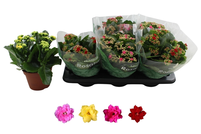 <h4>KAL GE RO GEM 4 KL</h4>