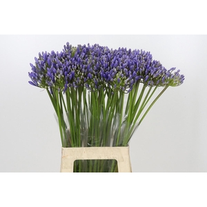 AGAPANTHUS EYFORI BLUE