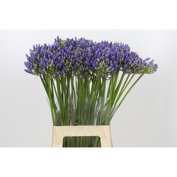 <h4>AGAPANTHUS EYFORI BLUE</h4>