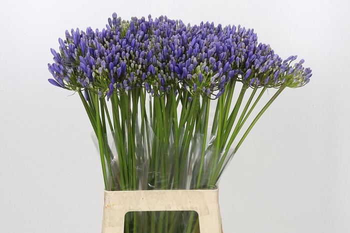 AGAPANTHUS EYFORI BLUE