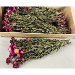 Df Helichrysum Dark Pink Bs