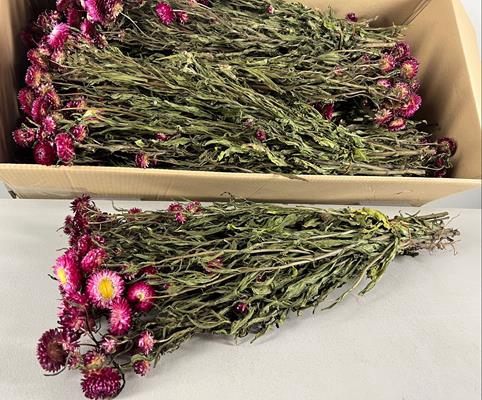 Df Helichrysum Dark Pink Bs