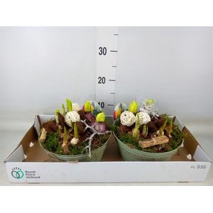 Arr.   Bol/Knolgewas L%