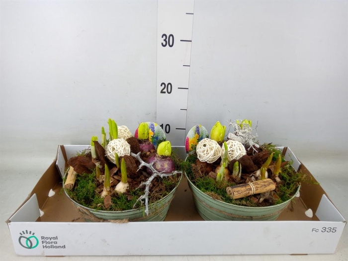 <h4>Arr.   Bol/Knolgewas L%</h4>