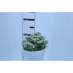 ACHILLEA MILLEFOLIUM BRANCO 070 CM