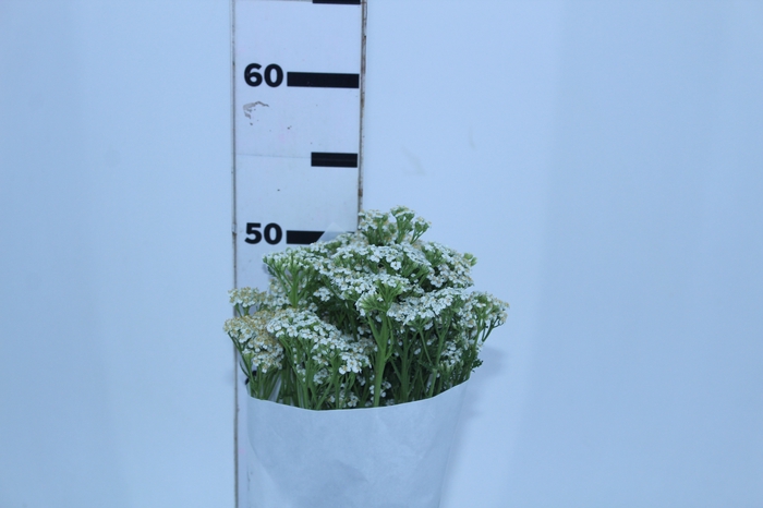 ACHILLEA MILLEFOLIUM BRANCO 070 CM
