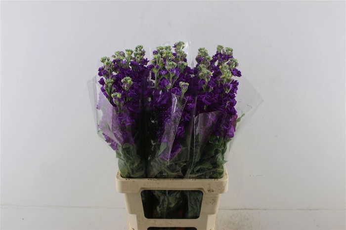 <h4>MATTH IRON PURPLE</h4>