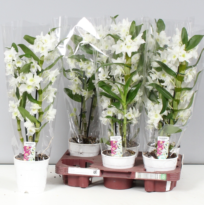 <h4>DENDR N SC APOLLON</h4>