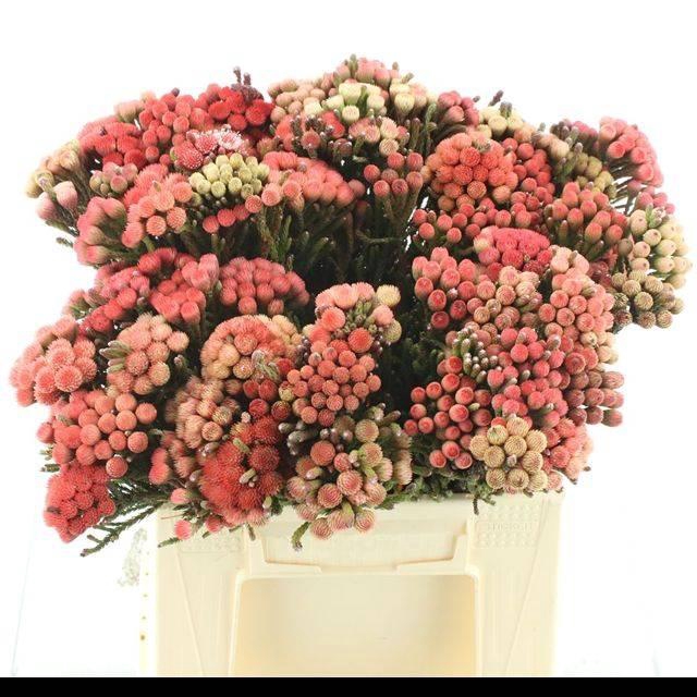 <h4>Brunia laevis (red)</h4>