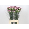 Dianthus St Olympia