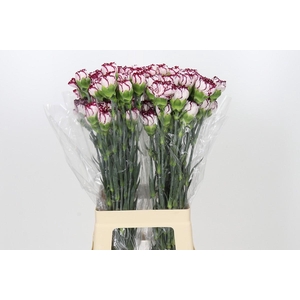 Dianthus St Olympia