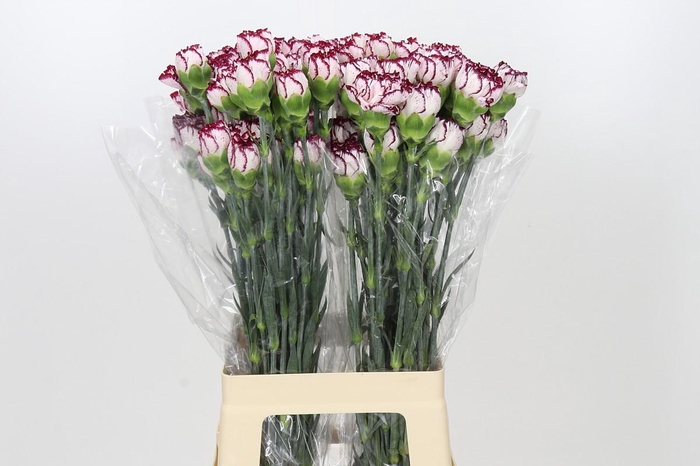 <h4>Dianthus St Olympia</h4>