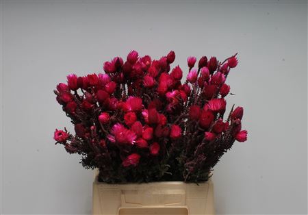 <h4>Kaaps Phaenocoma</h4>