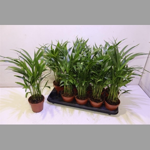 Dypsis Lutescens
