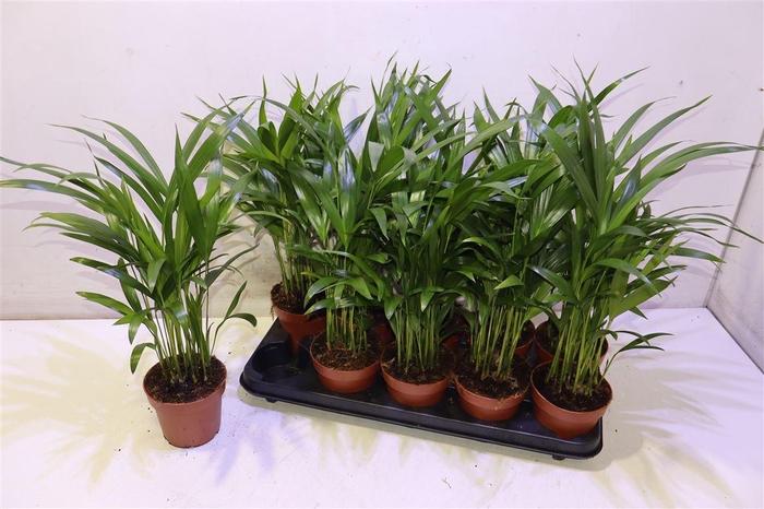 <h4>Dypsis Lutescens</h4>