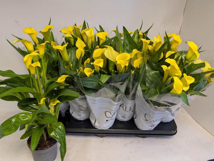 <h4>ZANT SUNCLUB</h4>