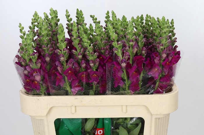 <h4>Antirrhinum majus Cannes Purple</h4>