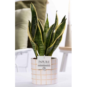 Sansevieria Trif. 