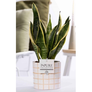Sansevieria Trif. 