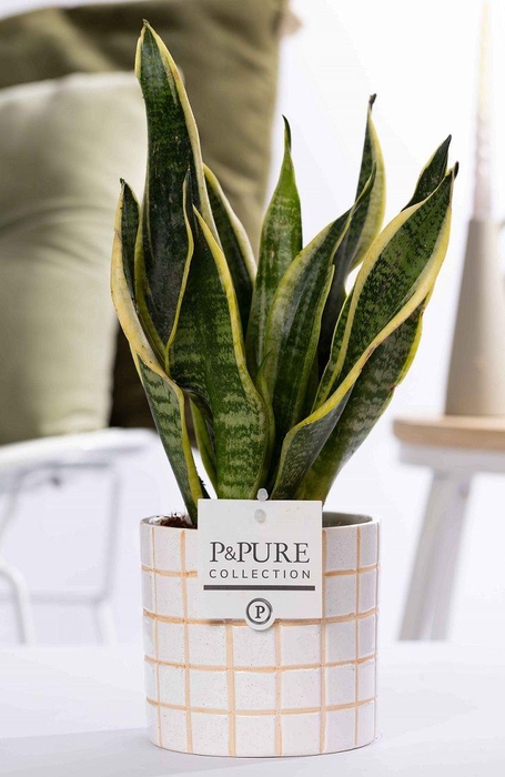 <h4>Sansevieria Trif. "Futura Superba" in P&PURE Tirza ceramics</h4>