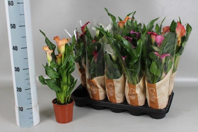 <h4>ZANT GEM 5 KL</h4>