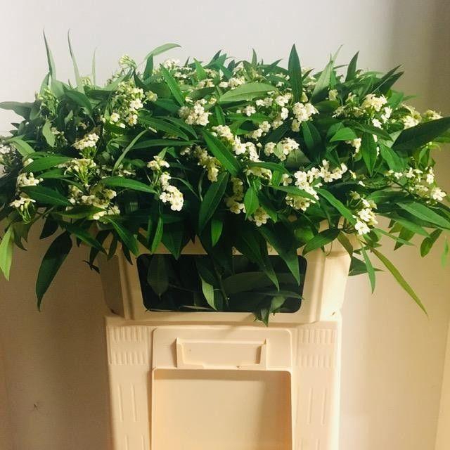 <h4>EUPH F T QUICKSILVER</h4>